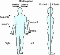 A&P 168 lab terms (sectional anatomy) flashcards | Quizlet