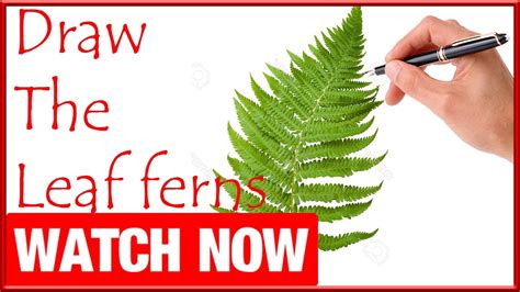 Ferns Plants Drawings