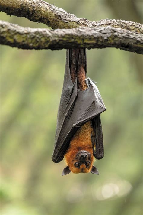 Beware of bats to avoid rabies infection - Harvard Health