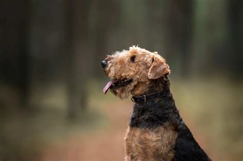 Top 10 Airedale Terrier Breeders In The U.S.