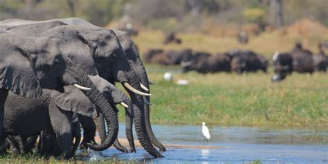 Okavango Delta Safari | Safari Guide Africa