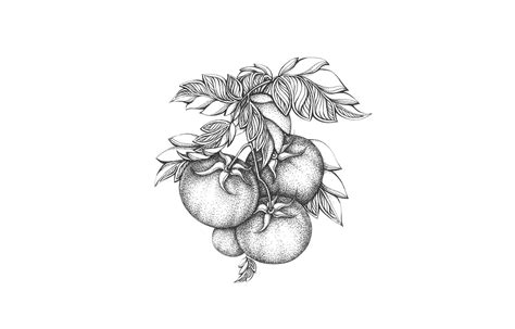 Fruits Doodle Art :: Behance