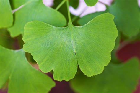 Ginkgo Leaf Benefits | Healthfully