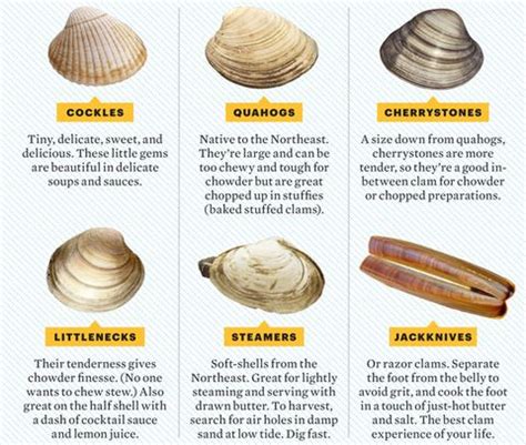 Clams Types - Chart of Different Clams Types