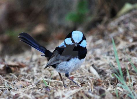 Superb Fairy-wren 003 by Chartail on DeviantArt