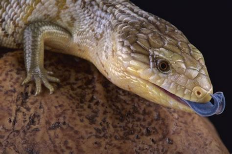 Blue Tongue Skink Care Guide & Price » Petsoid