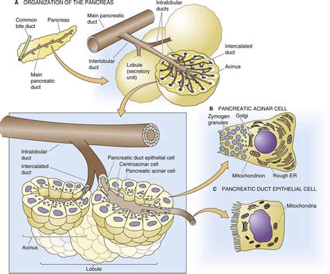 Exocrine gland 162594-Exocrine glands facts