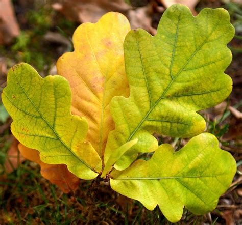 The Root of It All: Oak leaf concerns; how to become a Master Gardener ...