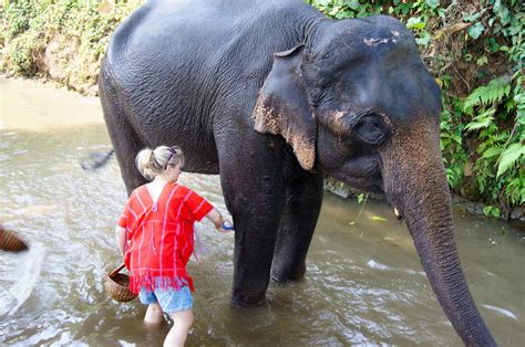 6 Completely Ethical Elephant Sanctuaries in Thailand