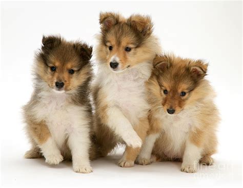 Sheltie Puppies Photograph by Jane Burton - Fine Art America