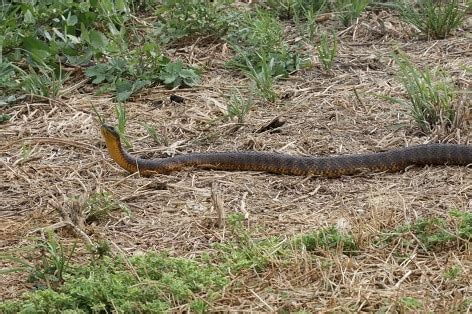 10 Deadly Venomous Snakes Of Australia - Snake Radar