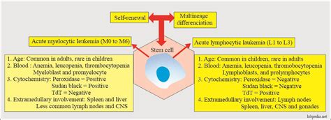 Acute Leukemias and their Diagnosis, Acute Myelocytic and Acute ...