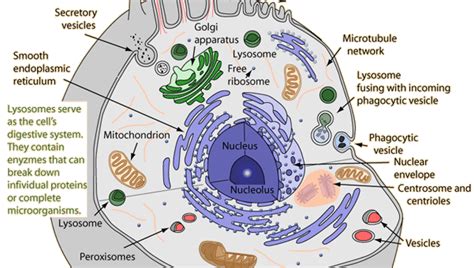 Lysosome