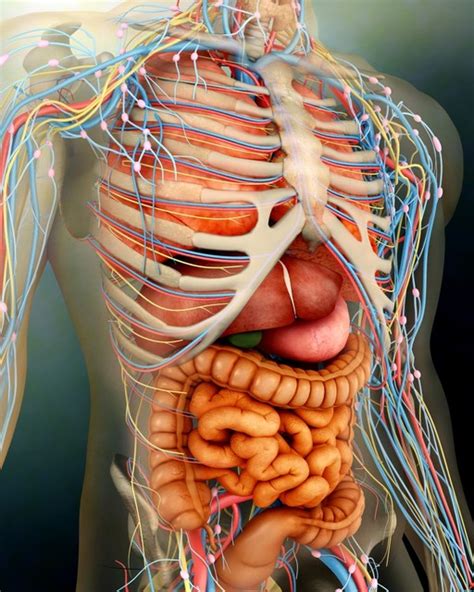 Perspective View Of Human Body Whole Organs And Bones, Print, 25.40 x ...