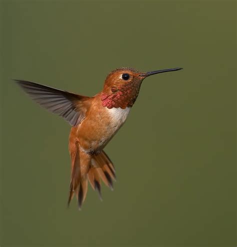 Rufous Hummingbird | BirdNote