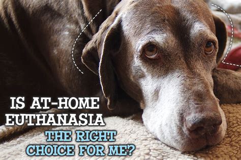 Pet Euthanasia At-Home: Is it the Right Choice For Yours?