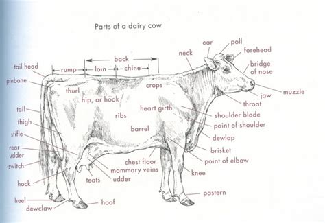 Anatomy of cattle! | BackYardHerds.com