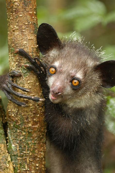 Endangered lemurs' complete genomes sequenced, analyzed for ...