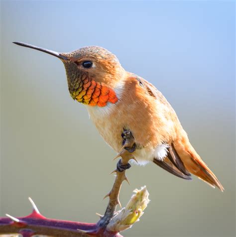 All 8 Hummingbirds in North Carolina [With Pictures & Maps]