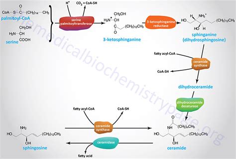 Sphingolipid Metabolism and the Ceramides | The Medical Biochemistry Page