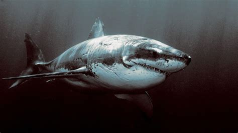 Great White Shark Wallpapers HD - Wallpaper Cave