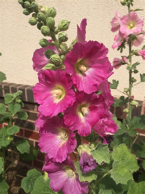 Dark pink hollyhocks | Hollyhocks flowers, Flower pictures, Beautiful ...