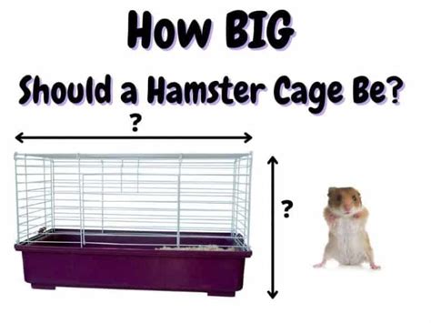 How Big Should a Hamster Cage Be? - The Pet Savvy