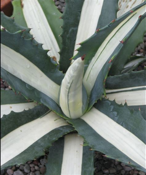 Century plant (Agave americana) Growing & Care Guide for Gardeners