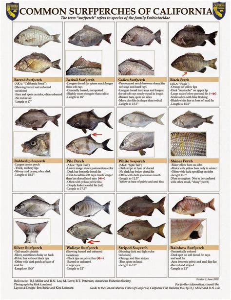 Hunting and Fishing California: Surf Perch Identification