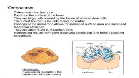 Osteoclasts - YouTube