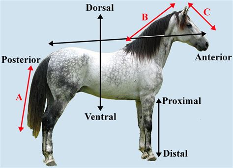 Posterior Definition Anatomy