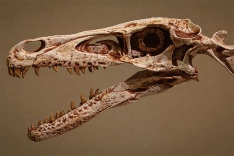 The Scary Truth About Velociraptors | Paleontology World