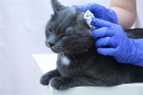 Ear Mites in Cats: Causes, Treatment & Prevention, Baton Rouge Vets