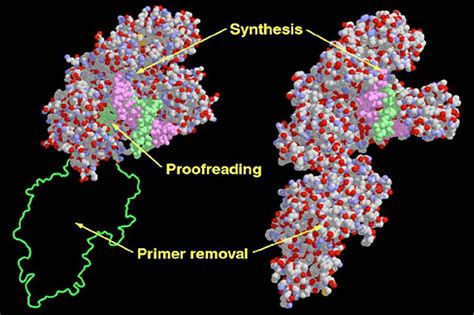 Difference Between DNA Polymerase And Definition Structure 18502 | The ...