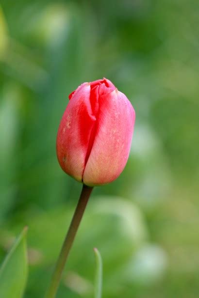 Tulip Flower Close-up Free Stock Photo - Public Domain Pictures