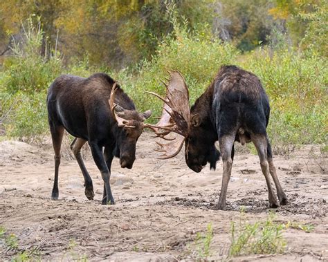 Moose Fighting During the Rut - Tales from the Backroad