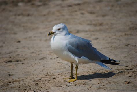 Seagull on beach . HD desktop wallpaper : Widescreen : High Definition ...