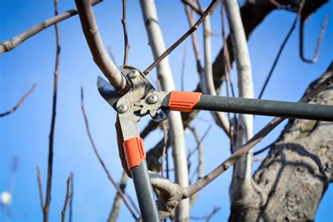 Winter Tree Pruning Tips - Cardinal Lawns