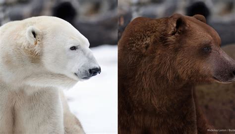 Grizzly-polar bear hybrids spotted in Canadian Arctic