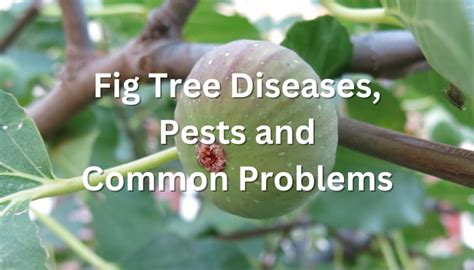 Fig Tree Diseases, Pests and Common Problems To Be Aware Of - Rennie ...