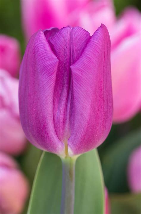 Tulip Purple Flag