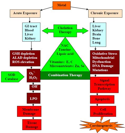 Acute and chronic exposure symptoms of metal toxicity and possible ...