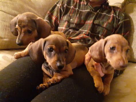 Dachshund Puppies For Sale | Warner Robins, GA #318627