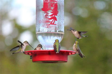 Hummingbird Feeder Cleaning | Downeast Thunder Farm