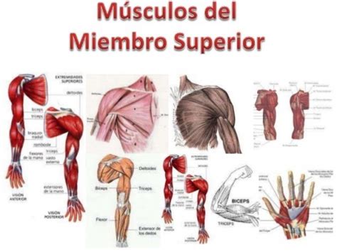 Músculos del miembro superior - EcuRed