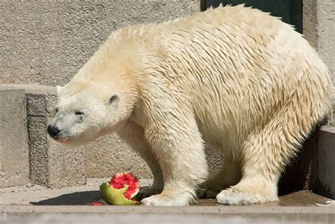 15 Animals eating watermelons (15 pics) | Amazing Creatures