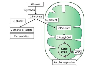 Types of Fermentation: Definition, Process, Advantages