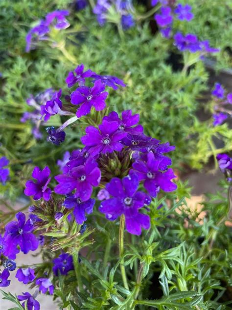 Verbena Blue Violet - Boething Treeland Farms