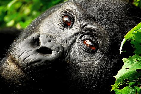 Gorilla Forest Camp | Best Uganda Safari Lodges | Art Of Safari