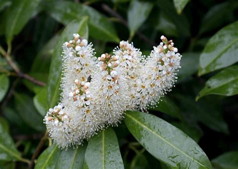 How To Grow and Care for Cherry Laurel (Prunus laurocerasus) | Florgeous